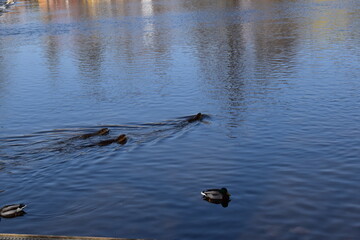 Muskrat photosesion Nr. 7