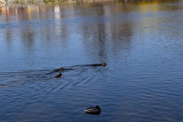 Muskrat photosesion Nr. 5