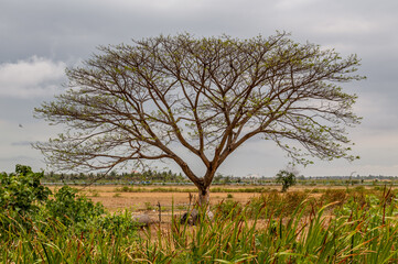 Trees with leaves branches against white skies. Natural scenery. Space for text, No focus,...