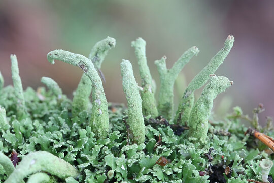 Cladonia coniocraea, also called Cladonia fimbriata var. coniocraea, known as common powderhorn lichen, growing on deadwood in Finland