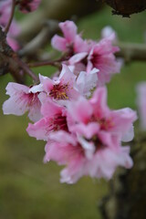 pink blossom