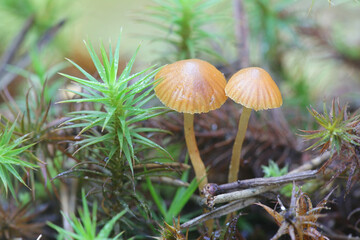Galerina atkinsoniana, a bell mushroom from Finland with no common English name