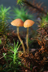 Galerina atkinsoniana, a bell mushroom from Finland with no common English name