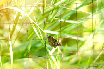 butterfly in the cage