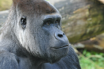 Close-up of smiling mountain gorilla