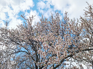 Botany, Almond Tree