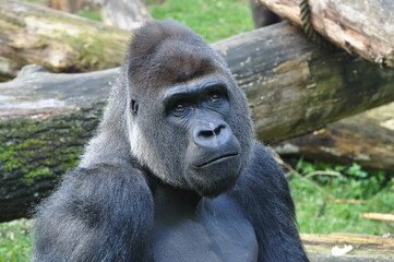 Obraz premium Close-up of smiling mountain gorilla