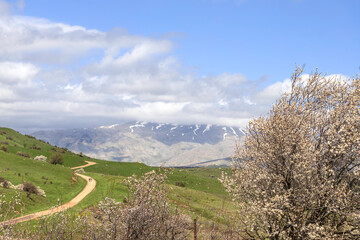 Fototapeta na wymiar View of Mount Hermon with a snow-capped peak in the clouds with a flowering Syrian pear tree