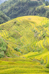 Longji Rice Terraces