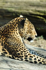 Panther enjoying the sun in spring