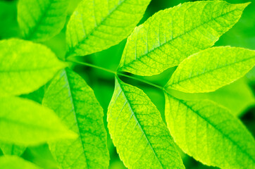 green leaves