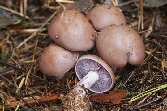 Lepista nuda, known as the Wood Blewit, wild mushroom from Finland