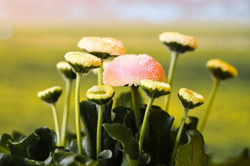 side shot of a pink pomponet flower on a green blurry background, latin name: Bellis perennis Pomponette