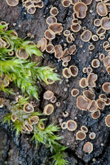 Disco fungus from Finland of the genus Mollisia with no common English name