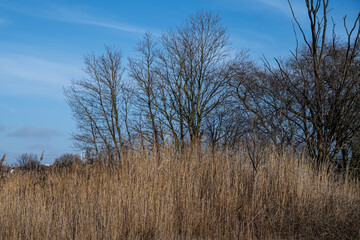 Grass in a marshy wetland. Picture from Malmo, southern Sweden