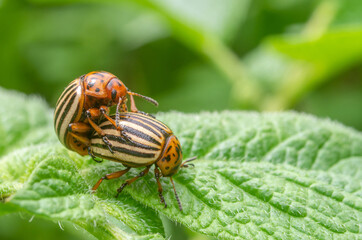 Potato parasite, reproduction of Colorado potato beetles in potato leaves.Colorado beetle. Colorado beetle on potato leaves.