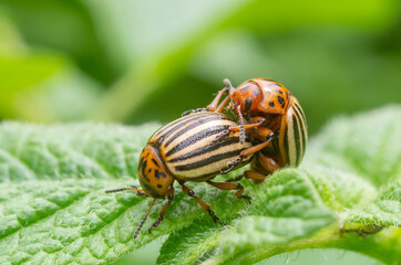 Potato parasite, reproduction of Colorado potato beetles in potato leaves.Colorado beetle. Colorado beetle on potato leaves.