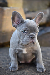 french bulldog puppy