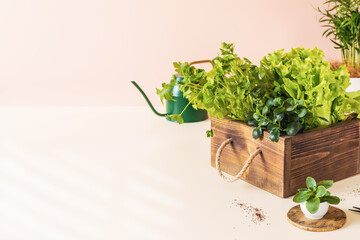 Home gardening composition with useful herbs and lettuce in a wooden box, seedlings and watering can on a light background with copy space. Home cultivation of healthy greenery for food