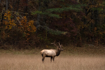 Naklejka na ściany i meble Bull Elk Stands At Fall Forest Edge