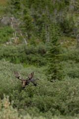 Bull Moose Surrounded By Willow Stops to Look At Camera