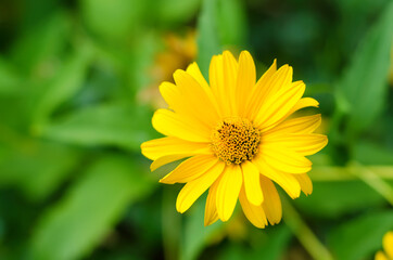 helianthus tuberosus