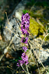 Botany, daphne plant