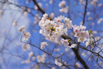 青空に咲く、さくら