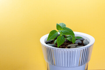 Young chilli pepper sprout with leaves in white plastic pot on table against yellow background. Space for text. Pepper seedling in white starter pot isolated.