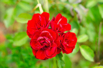 Obraz premium red rose