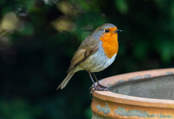Isolated robin redbreast bird showing close up feather details.  European bird with red breast (Erithacus rubecula) perched on garden pot. Ireland