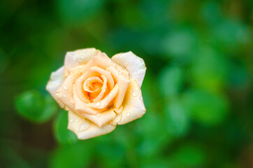 orange rose