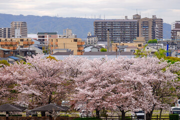 春満開の桜が咲く大阪の都市風景とその先の生駒山から信貴山への稜線