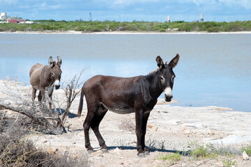 Grand Turk Island Wild Donkeys