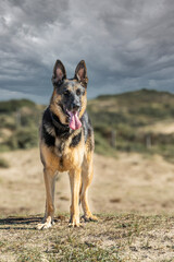 Portrait of tough German Shepherd with upright ears and tongue sticking out in free nature against blurred background of dunes and dark gray clouds