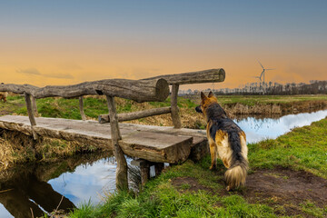 Long-haired German shepherd at tree trunk bridge across canal in natural landscape patiently waits...