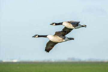 A pair of Canada geese, Branta canadensis, in gliding flight with outstretched wings over landscape with green meadows against a clear blue sky background