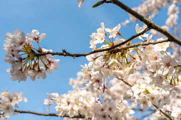 japanese SAKURA