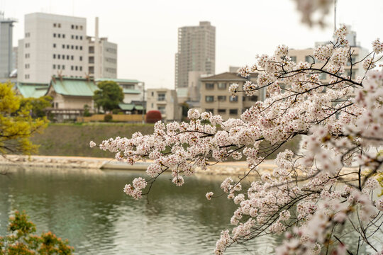 japanese SAKURA
