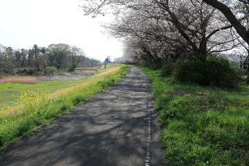 Fototapeta na wymiar 土手の小路に咲く桜と菜の花