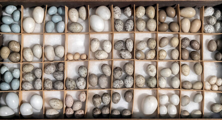 oological collection of eggs. Eggs of the order sparrow-like. lots of easter eggs