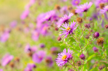 purple flowers