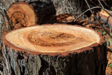 Sawed tree trunk, Clearing the forest from old trees, sanitary felling of trees.