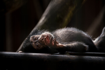 small  chimpanzee 