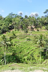 Fototapeta na wymiar rice terraces 1