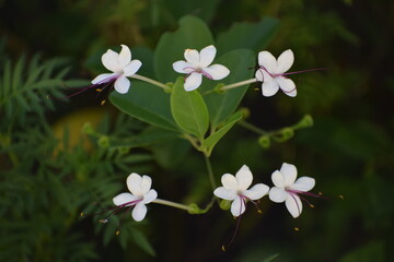 flowers in the garden