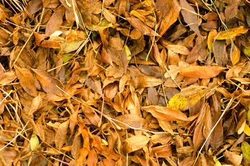 autumn leaves