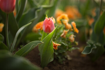 小さなチューリップが花開く瞬間
