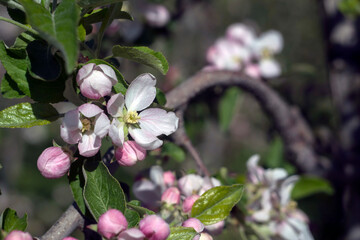 Apple tree blossoms in Etschtal - Val d' Adige, in south Tirol