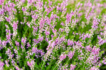 Tender pink Calluna vulgaris, common heather, ling, or simply heather flowers close up